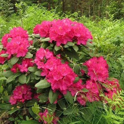 Рододендрон крупноцветковый Американ Бьюти. (Rododendron Pearces American  Beauty) C10 купить в интернет-магазине ЦВІТСАД с доставкой по Украине