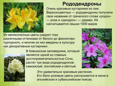 Рододендрон крупноцветковый Американ Бьюти. (Rododendron Pearces American  Beauty) C10 купить в интернет-магазине ЦВІТСАД с доставкой по Украине