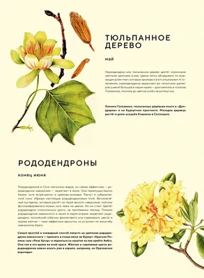 Цветок дендрон - 61 фото