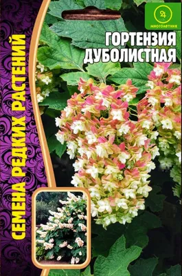 Рододендрон остроконечный — Википедия