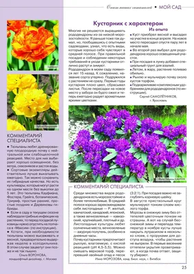 Выращивание клеродендрума в домашних условиях — FloweryVale.ru