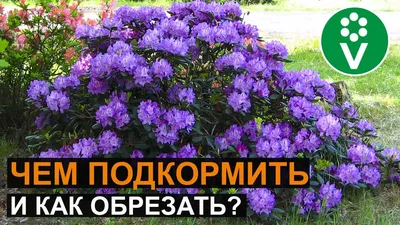 Лето 2018, успеть побольше