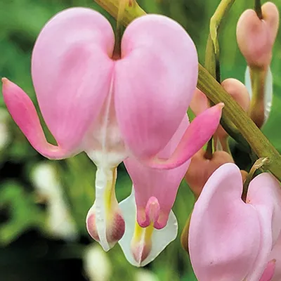 Дицентра великолепная (D. spectabilis) - «Нежные сердечки, красивое и  долгое цветение! Размножение» | отзывы