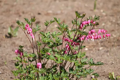 Дицентра великолепная (Dicentra spectabilis) - купить саженцы в Минске и  Беларуси