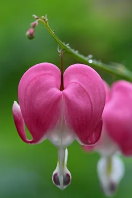 Дицентра великолепная 'Goldheart' (Dicentra spectabilis 'Goldheart')