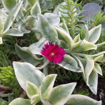 Цветок доротеантус фото фотографии