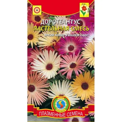 Доротеантус | Растения