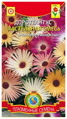 Доротеантус Горный хрусталь - Садовый центр «СадОК»