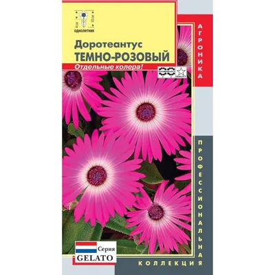 Купить семена Доротеантус маргаритковый Девичьи реснички в Минске и почтой  по Беларуси