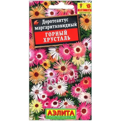 Доротеантус: выращивание из семян, посадка и уход, фото