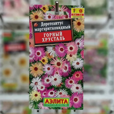 Горшечные растения: Доротеантус