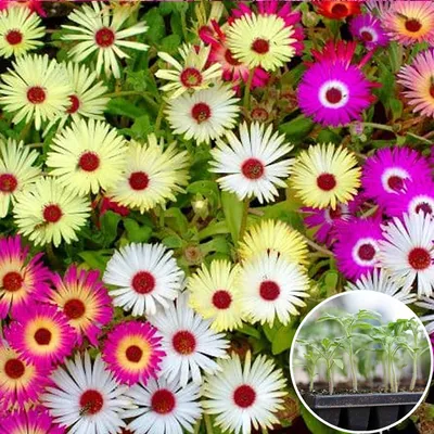 Доротеантус - Dorotheanthus: фото, условия выращивания, уход и размножение  | happyflora.ru