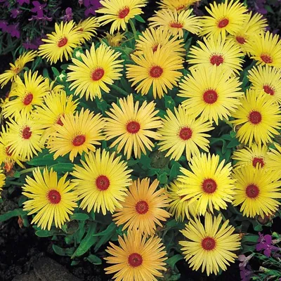 Доротеантус bellidiformis Mezoo (126 шт. 45 руб.)