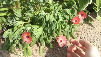 Купить Доротеантус маргаритковидный Бэмби красный (Поиск) с доставкой  почтой по России