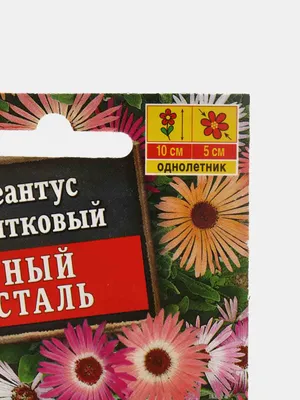 Скачать обои цветы, боке, доротеантус маргаритковидный, раздел цветы в  разрешении 960x854