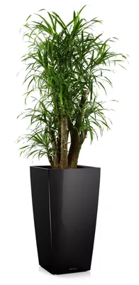 Драцена душистая / Dracaena fragrans - «История о том, КАК МЫ ИСКАЛИ  ЗАЛЕТНЫЙ ТРУП В ДОМЕ ТРИ ДНЯ, А НАШЛИ ЦВЕТУЩУЮ ДРАЦЕНУ!!! На этот раз тут  обычные фото, но зато какая история!