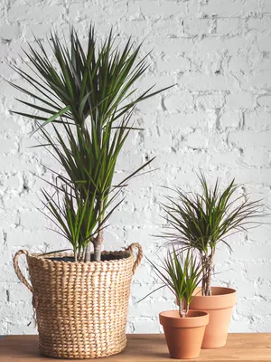 Драцена душистая (Dracaena fragrans) 100-15 - купить в Минске с доставкой,  цена и фото в интернет-магазине Cvetok.by