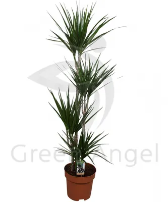 Драцена Фрагранс душистая / Dracaena Fragrans вечнозеленое  декоративно-лиственное растение купить Киев, продажа, цена, фото, доставка,  уход