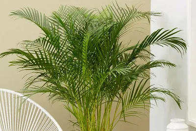 Как ухаживать за драценой в домашних условиях - Блог The Plant