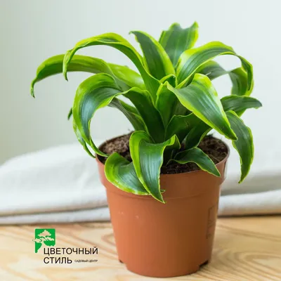 Драцена Dracaena купить с доставкой, лучшие цены в харьковском  интернет-магазине цветочный стиль, купить цветы харьков