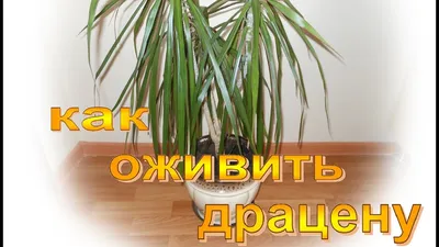Уход за растениями » Драцена уход