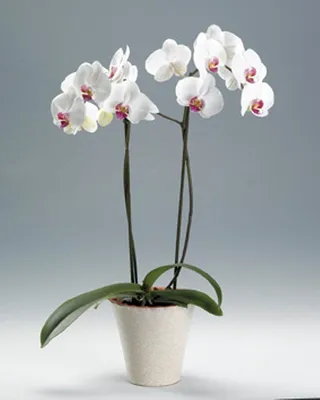 Орхидея \"Фаленопсис\" (Белая)