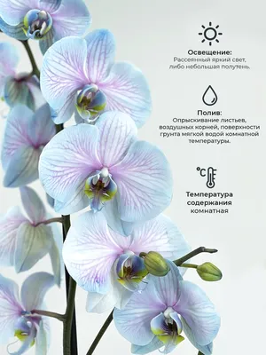 Орхидея Фаленопсис 1 ветка в кашпо. Цвета в ассортименте