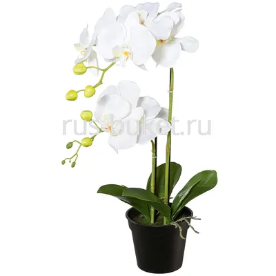 Комнатное растение Орхидея Фаленопсис желтый малый купить в Екатеринбурге
