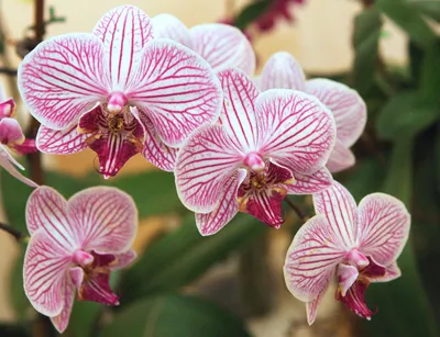 Орхидея фаленопсис сиреневая, 2 цветоноса (лат. Orchidaceae Phalaenopsis),  d 12 | Flowers Valley