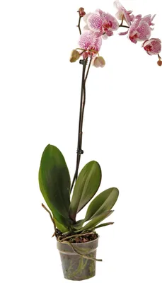Растение комнатное GRIN Store Орхидея фаленопсис Чудо Природы живой цветок  в горшке 1 ствол 12 дм, 816607 | AliExpress