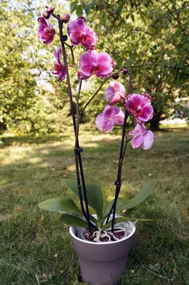 Подарок Орхидея фаленопсис 2-ствольная (Экстра)» – купить с доставкой по  Красногорску