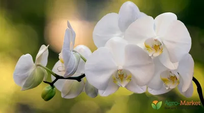 Орхидея Фаленопсис x 1 12/60 - Доставка свежих цветов в Абакане
