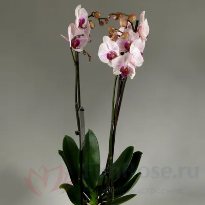 Купить Орхидея Фаленопсис FunRose Горшечные цветы купить букеты и цветы в  магазине Москвы FunRose.ru