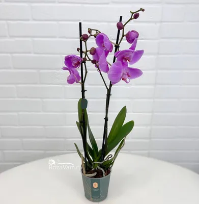 Комнатное растение Орхидея Фаленопсис, артикул: 333091191, с доставкой в  город Москва (внутри МКАД)