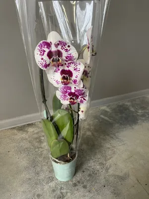 Цветок Орхидея Фаленопсис d 12 см h 60 см купить для Бизнеса и офиса по  оптовой цене с доставкой в СберМаркет Бизнес