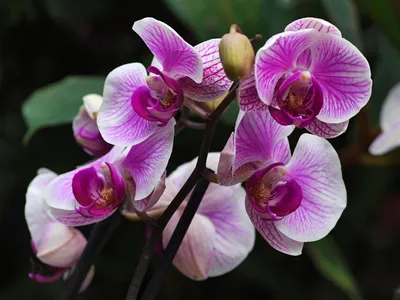 Домашнее растение Орхидея Фаленопсис, артикул: 333091190, с доставкой в  город Москва (внутри МКАД)