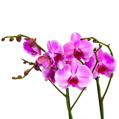 Купить Орхидея Фаленопсис FunRose Горшечные цветы купить букеты и цветы в  магазине Москвы FunRose.ru