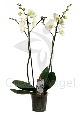 Цветок искусственный букет \"Орхидея фаленопсис жёлтая\" 60см, 27-217 купить  в интернет-магазине МелочЁвка.RU - Оптовая фирма