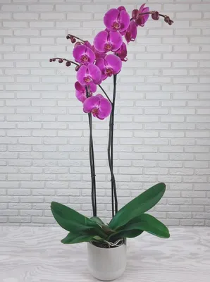 Искусственный цветок Орхидея фаленопсис мини фиолетовая 75 см в белом  карамическом кашло — цена в Оренбурге, купить в интернет-магазине,  характеристики и отзывы, фото