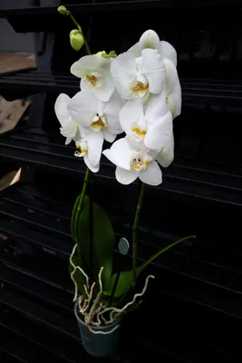 Орхидея Фаленопсис Гигант купить в интернет-магазине