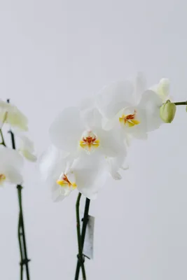 Орхидея фаленопсис Дикой формы | Купить в Москве