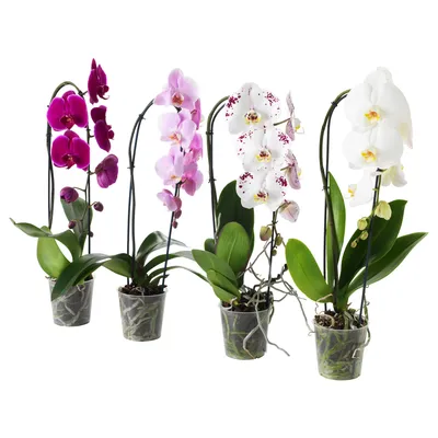 Орхидея фаленопсис два ствола домашняя купить в Ганцевичах, закажи, а мы  доставим.