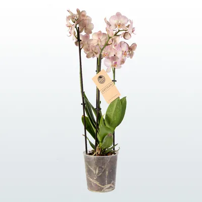 Орхидея в горшке – купить орхидеи в горшках в Москве