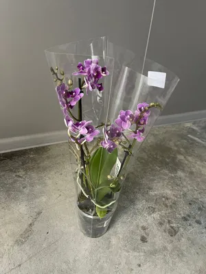 Орхидея фаленопсис 1-3 ветки мелкоцветные в ассортименте купить по цене 629  грн | Украфлора