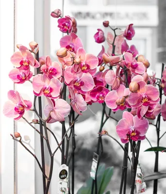 Цветок орхидеи, розовый фаленопсис. тропический цветочный фон | Премиум Фото