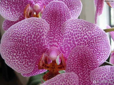 Орхидея Фаленопсис Адель (Adelaide) \"Luxe\"-1 | доставка по Москве и области