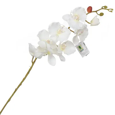 Купить комнатный цветок Орхидея фаленопсис в Екатеринбурге с доставкой  круглосуточно | Pink Flower