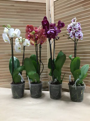 Орхидея, Орхидея Фаленопсис белый, 14 дм, 1 шт - купить по выгодной цене в  интернет-магазине OZON (653038422)