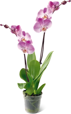 Комнатное растение Орхидея Фаленопсис белый малый купить в Екатеринбурге