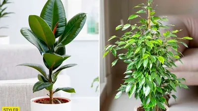 Фикус бенджамина переплетенный гигант высотой 120см в горшке (Ficus  benjamina exotica twist) купить с доставкой в СПб